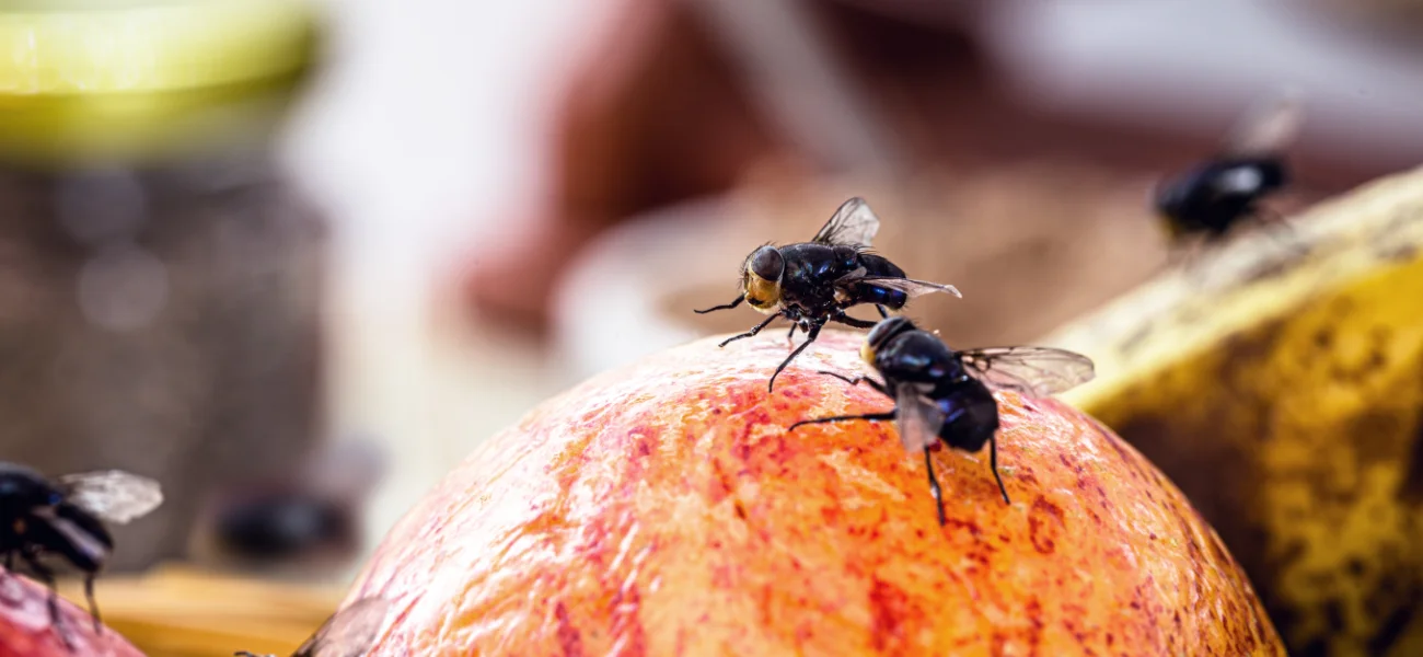 Wide shot of a group of flies crawling across a countertop of fresh fruit.