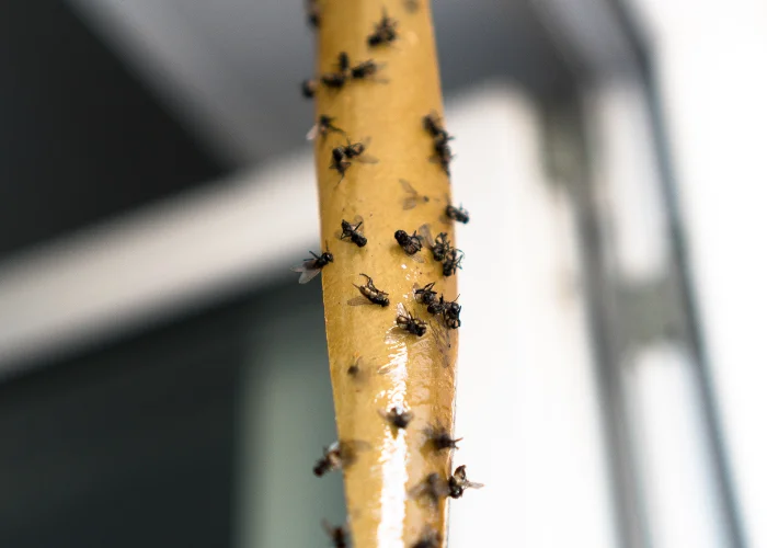 Close-up shot of a hanging yellow adhesive fly paper strip filled with trapped flies against a softly blurred background.